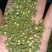 花椒\青花椒\四川凉山盐源县大凉山青花椒又香又麻货量充足