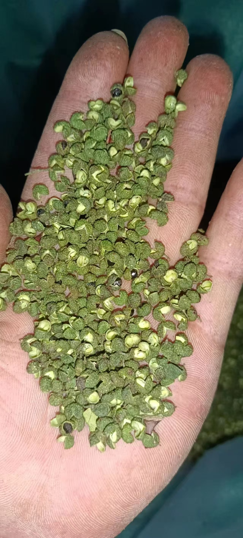 花椒\青花椒\四川凉山盐源县大凉山青花椒又香又麻货量充足