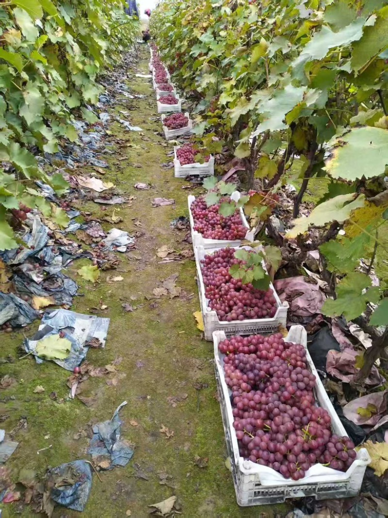 河北葡萄，巨峰葡萄大量供应新鲜采摘量大，从优产地直发