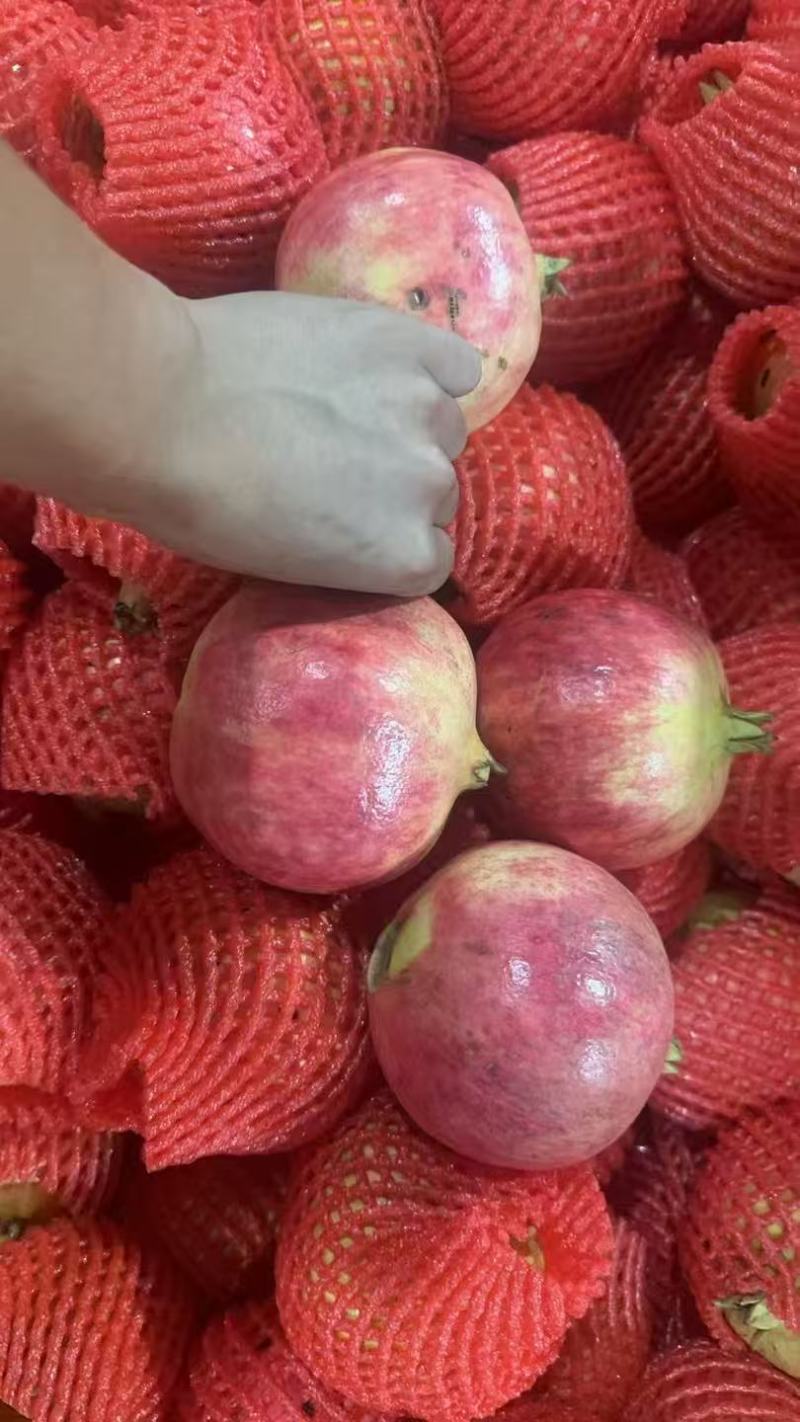 会理石榴/突尼斯软籽石榴/无籽石榴/现货现发