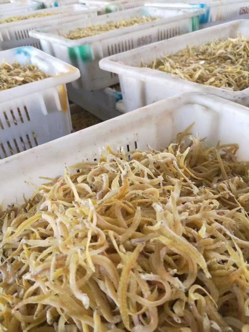 鱼干丁香鱼干货源充足价格便宜品质保证欢迎联系咨询