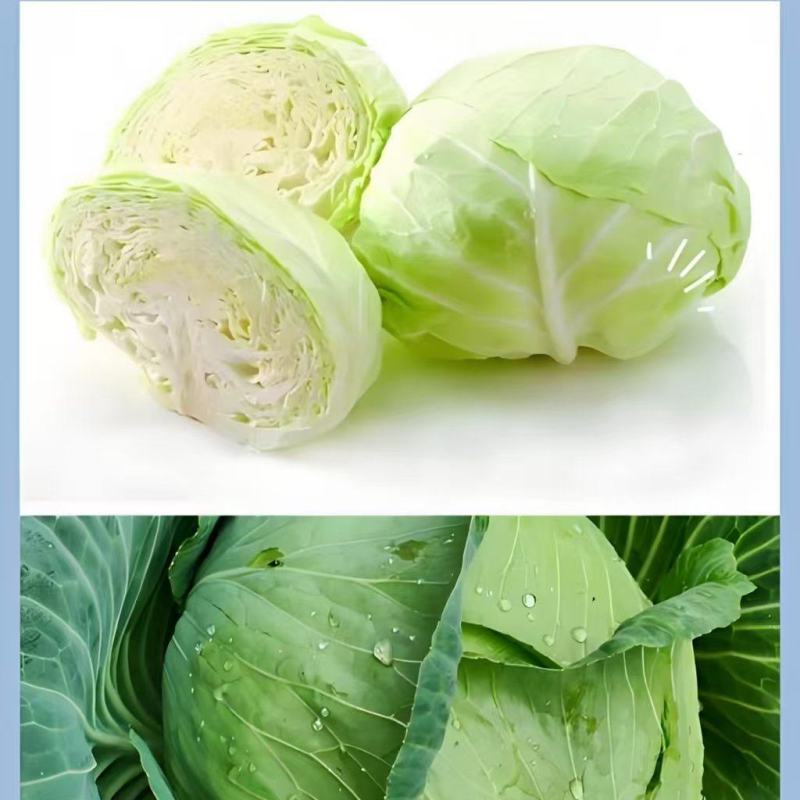 圆包菜