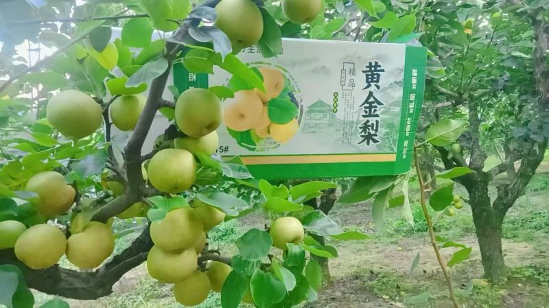 自家果园当日现摘