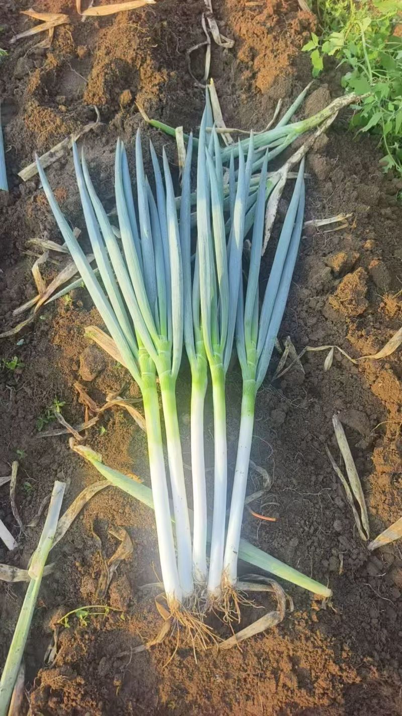 南阳新野大葱大量上市产地直供，支持粗细分级，无限量上货。