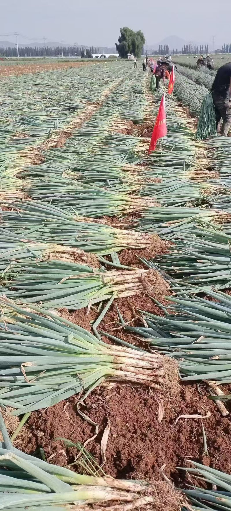 南阳新野大葱大量上市产地直供，支持粗细分级，无限量上货。