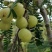 甘果