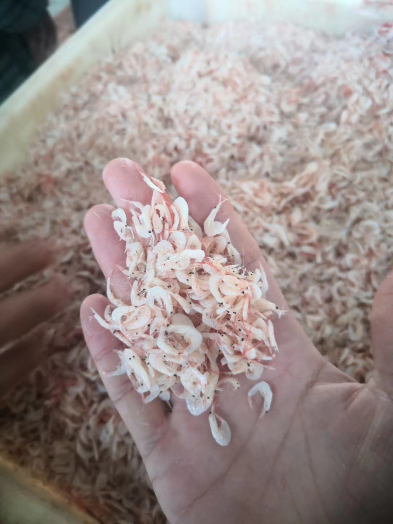 盐干虾皮货源充足价格便宜品质保证欢迎联系咨询