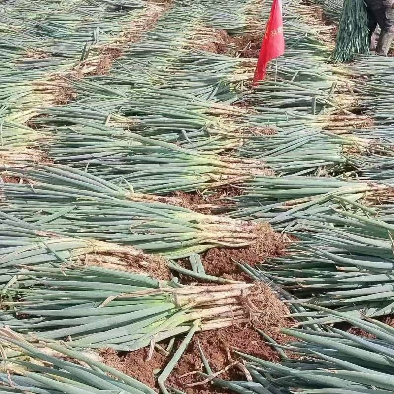 南阳新野大葱大量上市产地直供，支持粗细分级，无限量上货。