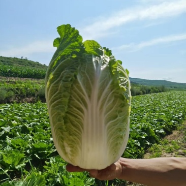 黄心白菜