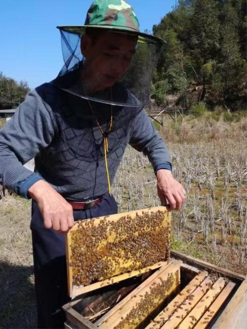 蜂蜜假一赔十纯度高自然授粉可零售可对接批发