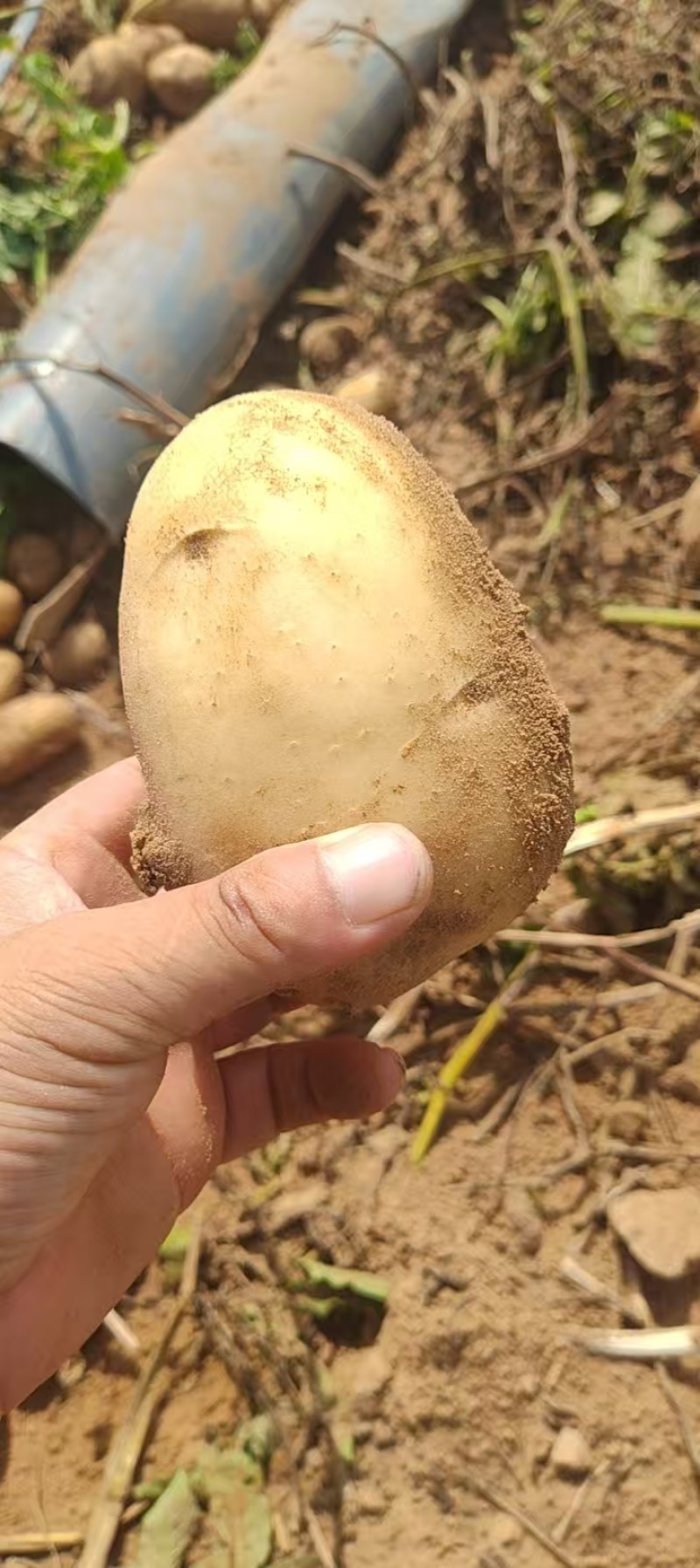 陕西榆林精品土豆，产地大量发货，质量保证，视频实地看货