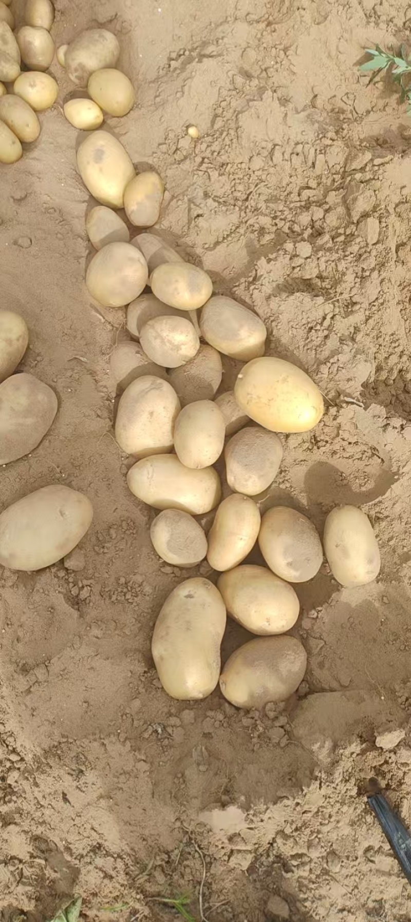 陕西榆林精品土豆，产地大量发货，质量保证，视频实地看货