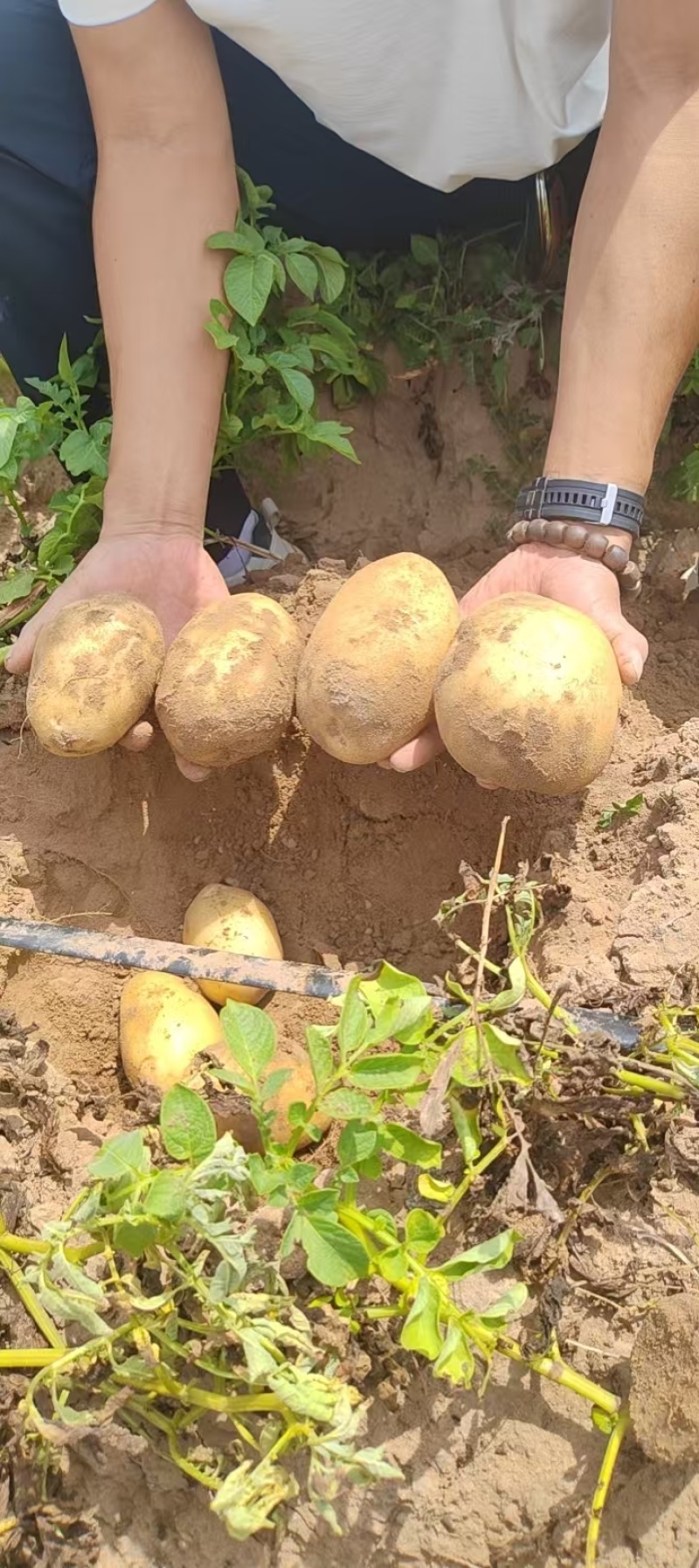 陕西榆林精品土豆，产地大量发货，质量保证，视频实地看货