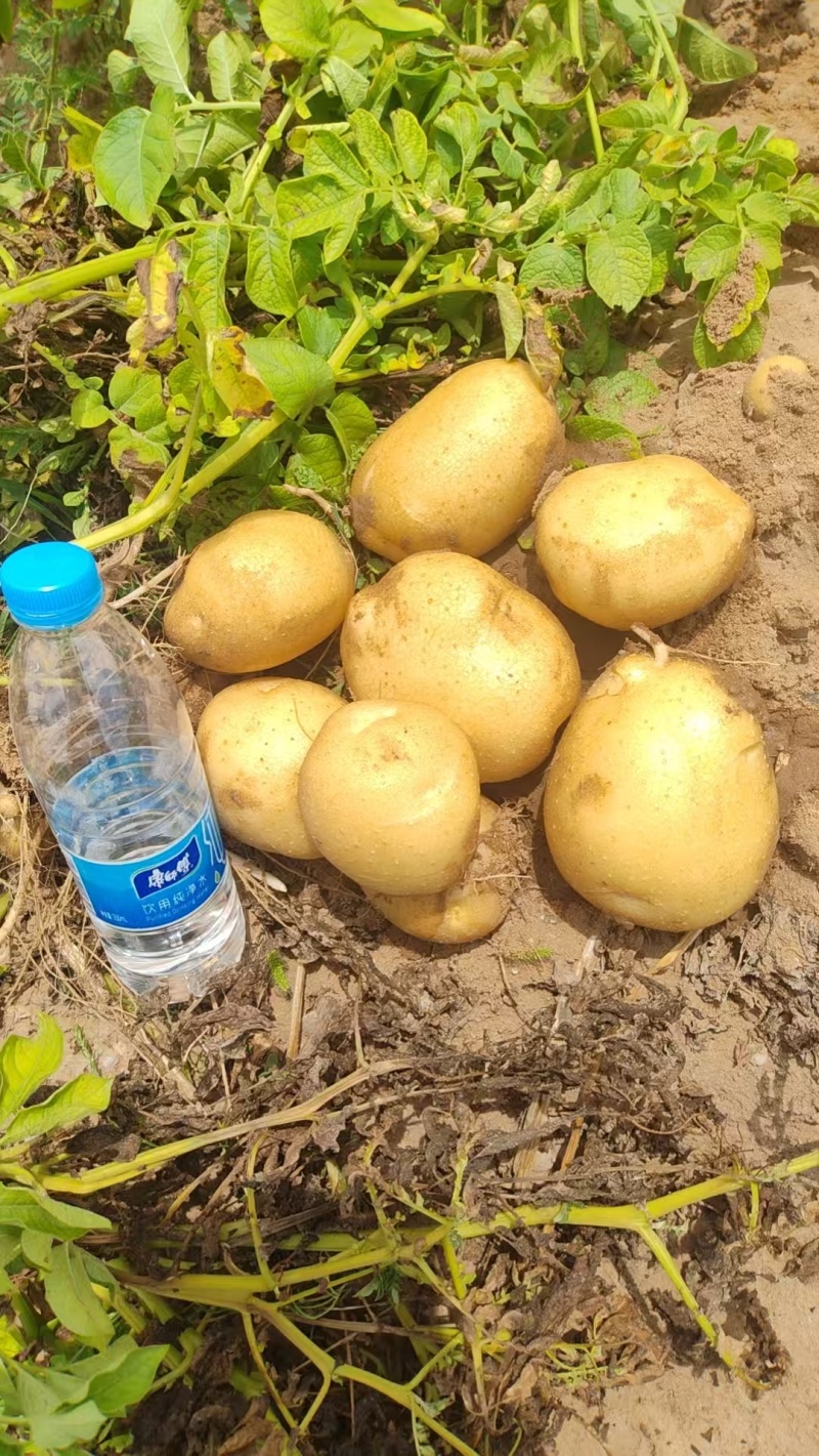 陕西榆林精品土豆，产地大量发货，质量保证，视频实地看货