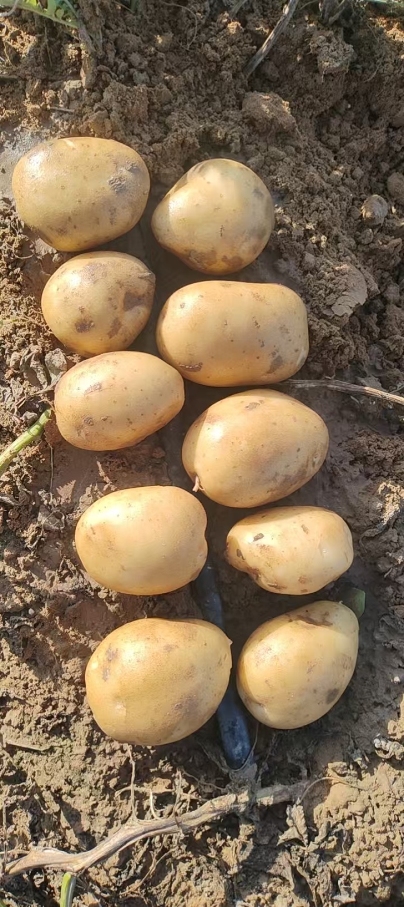 陕西榆林精品土豆，产地大量发货，质量保证，视频实地看货