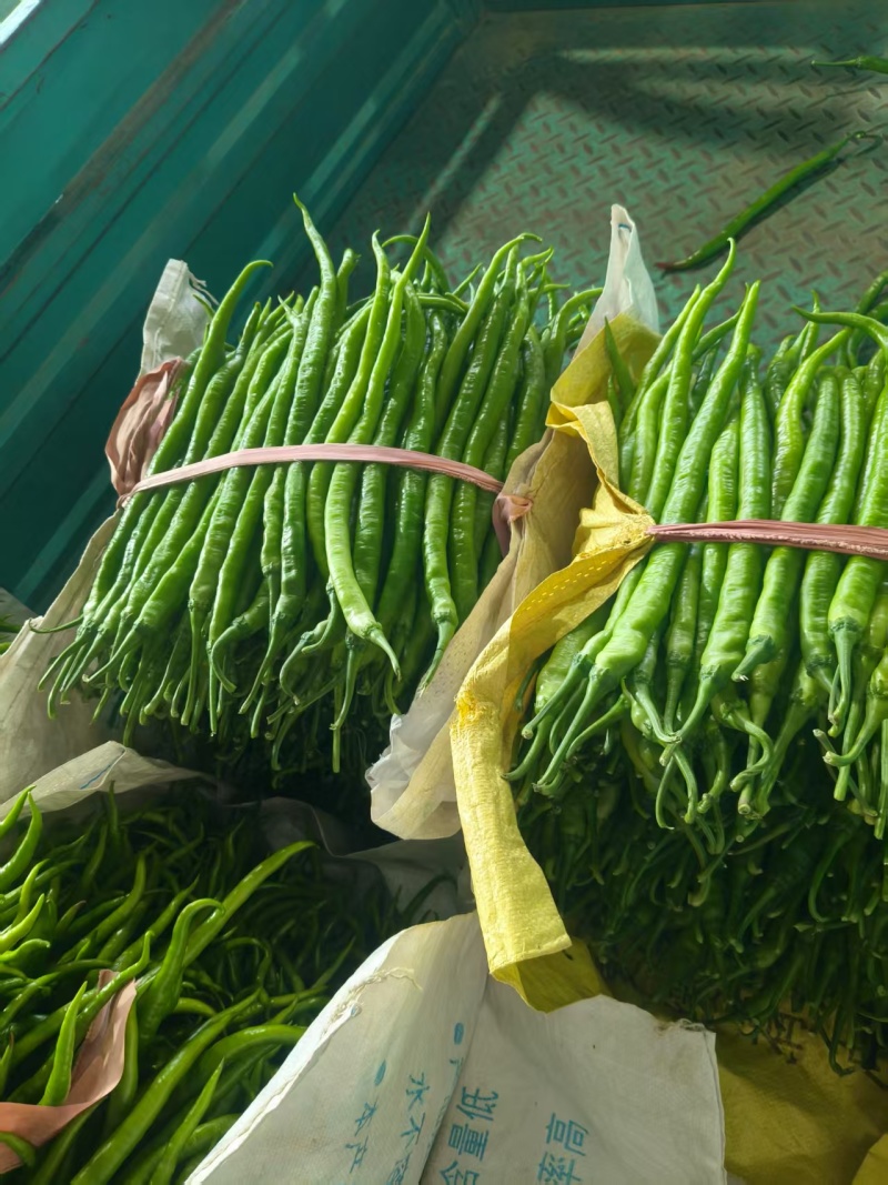 山东临沂费县线椒货源充足/精品线椒产地直销量大优惠