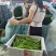 山东临沂费县线椒货源充足/精品线椒产地直销量大优惠
