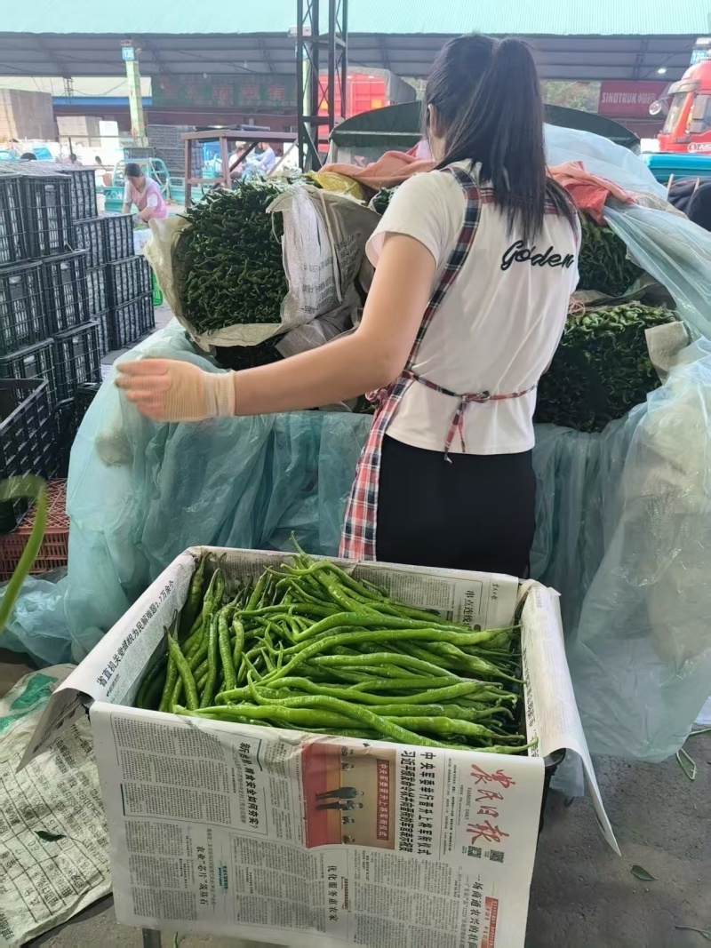 山东临沂费县线椒货源充足/精品线椒产地直销量大优惠