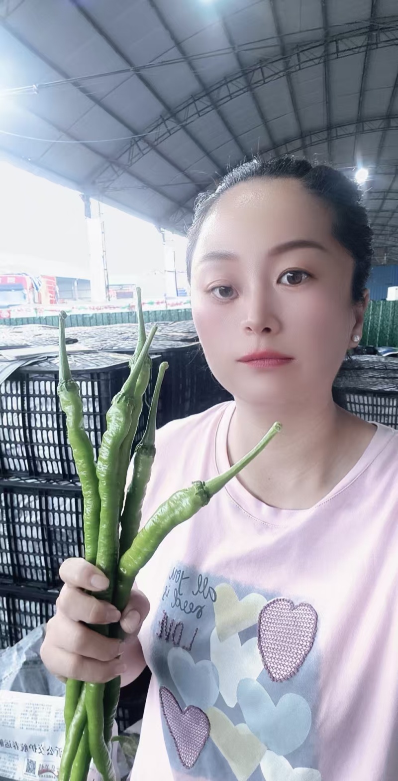 山东临沂费县线椒货源充足/精品线椒产地直销量大优惠