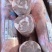 【苏尼特羔羊肉卷】干货不调理，无任何添加！货源稳定手续全