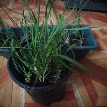 盆栽蔬菜，阳台蔬菜