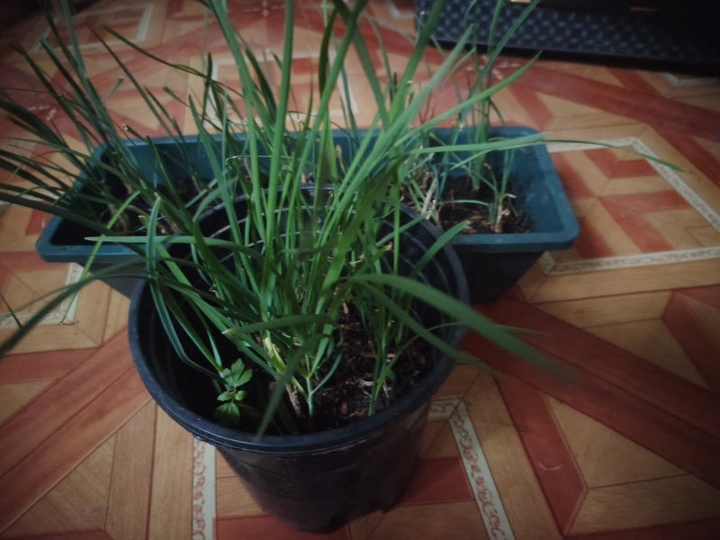 盆栽蔬菜，阳台蔬菜