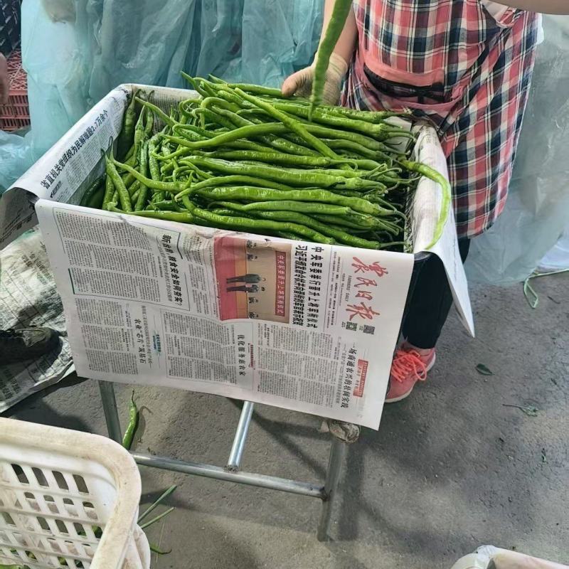 精品线椒大量上市/山东临沂产地发货/一手货源价格实惠