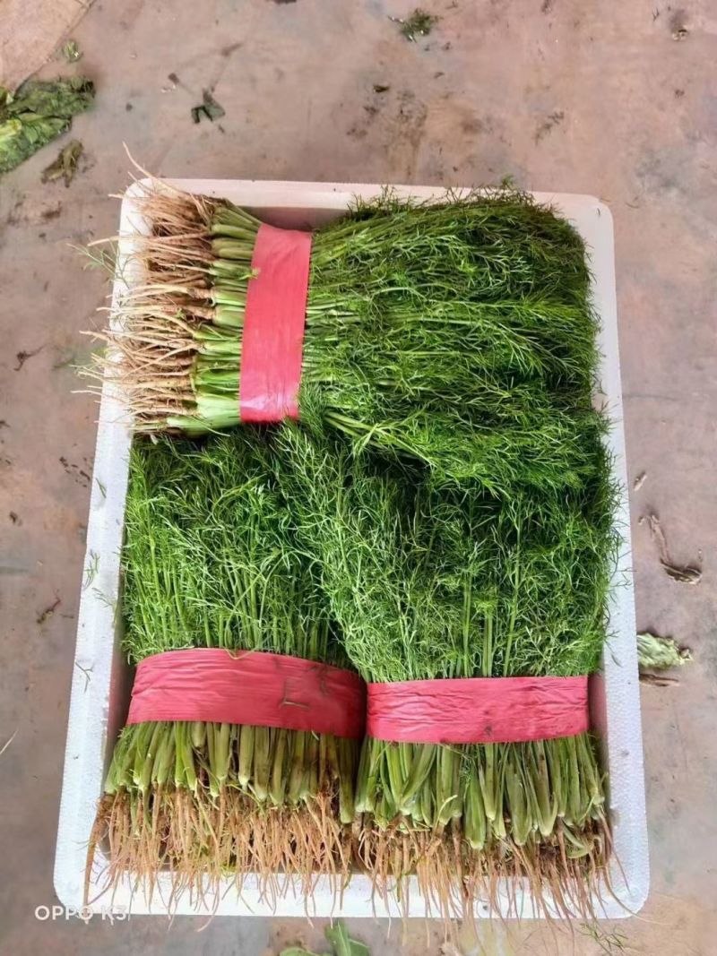 精品茴香苗，大量有货，需要的老板与我联系，可视频看货