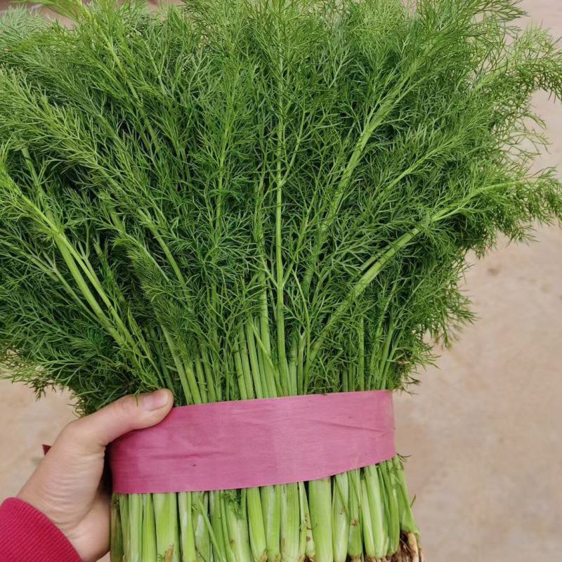 精品茴香苗，大量有货，需要的老板与我联系，可视频看货