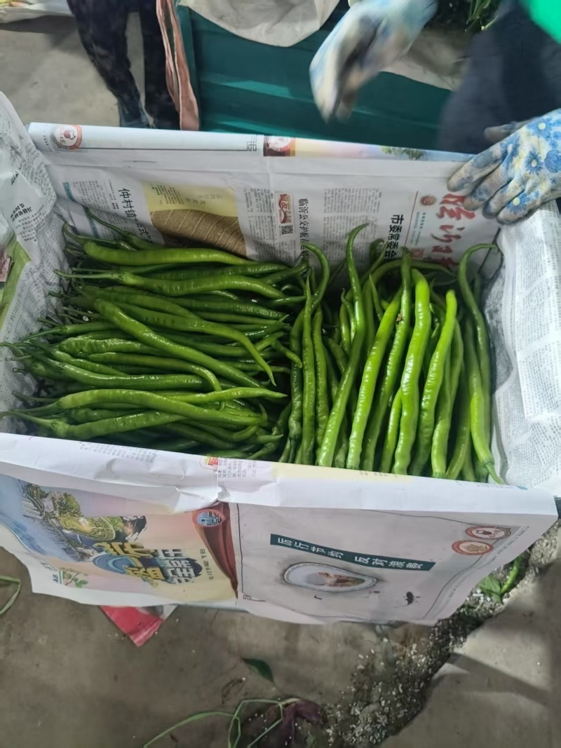 精品线椒大量上市/山东临沂产地发货/一手货源价格实惠