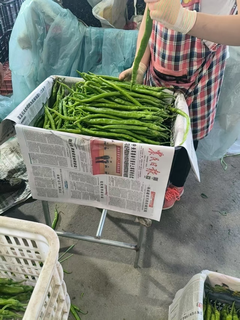 精品线椒大量上市/山东临沂产地发货/一手货源价格实惠