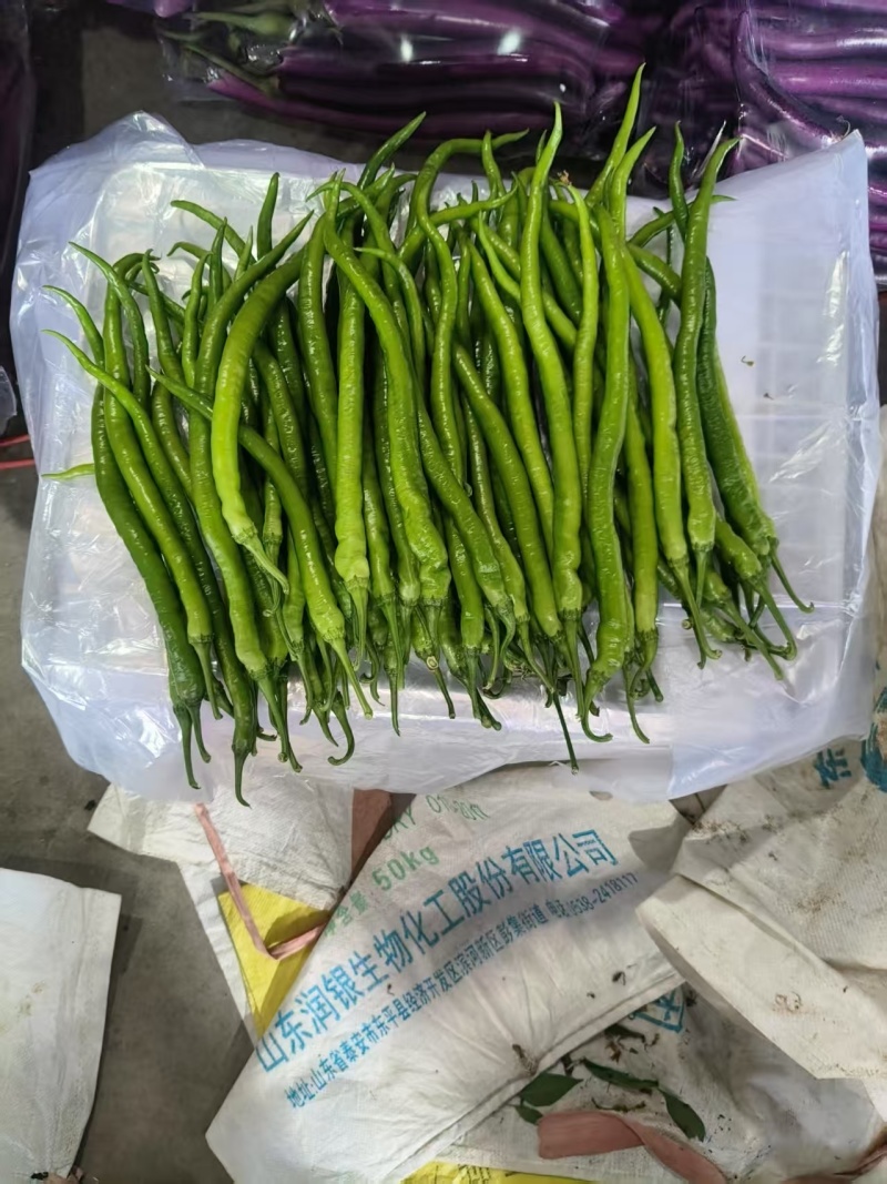精品线椒大量上市/山东临沂产地发货/一手货源价格实惠