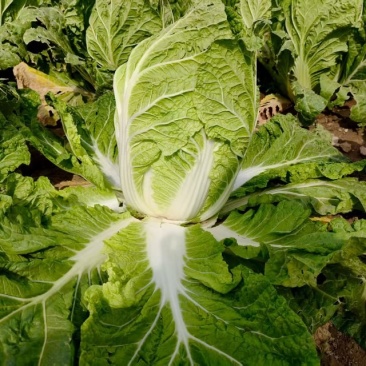 蔚县大白菜