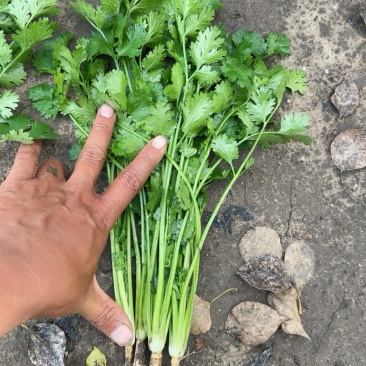 中叶铁杆，大叶香菜
