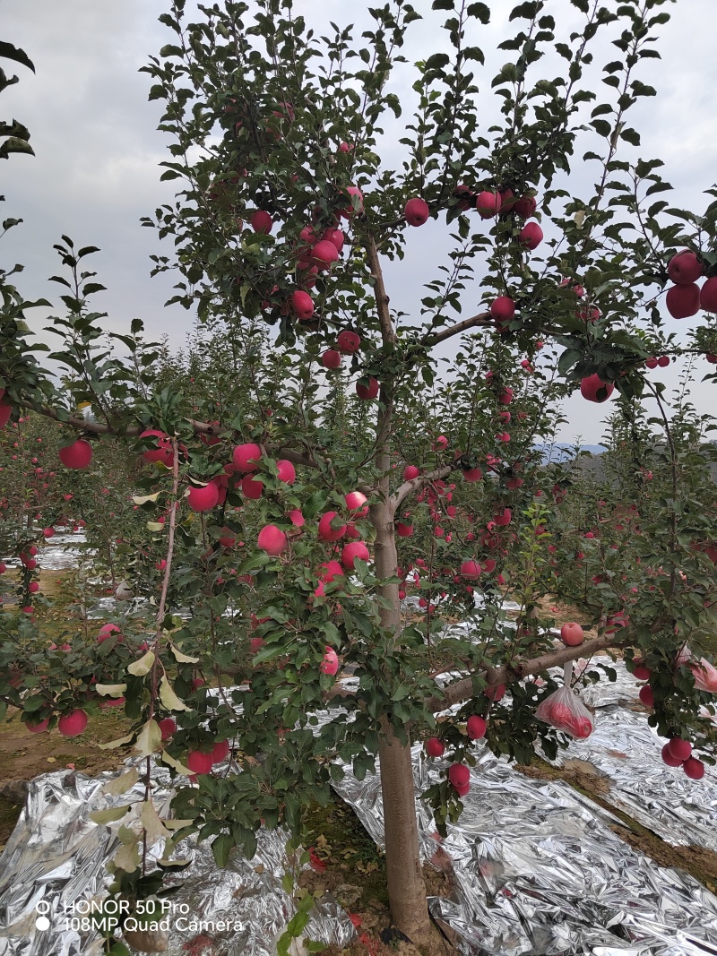 静宁早熟红富士苹果