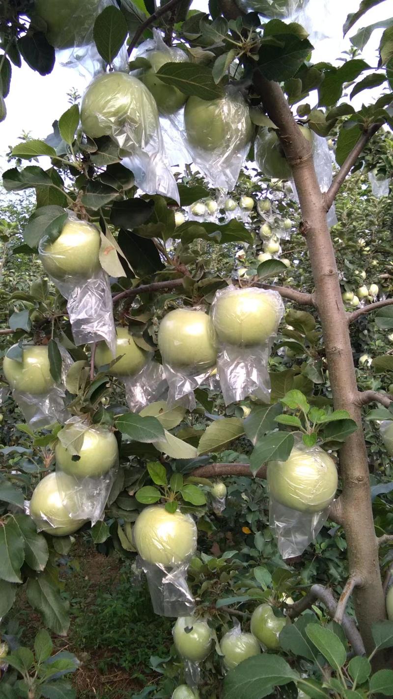 青富士红富士苹果陕西苹果，现摘现发，规格齐全实力代办