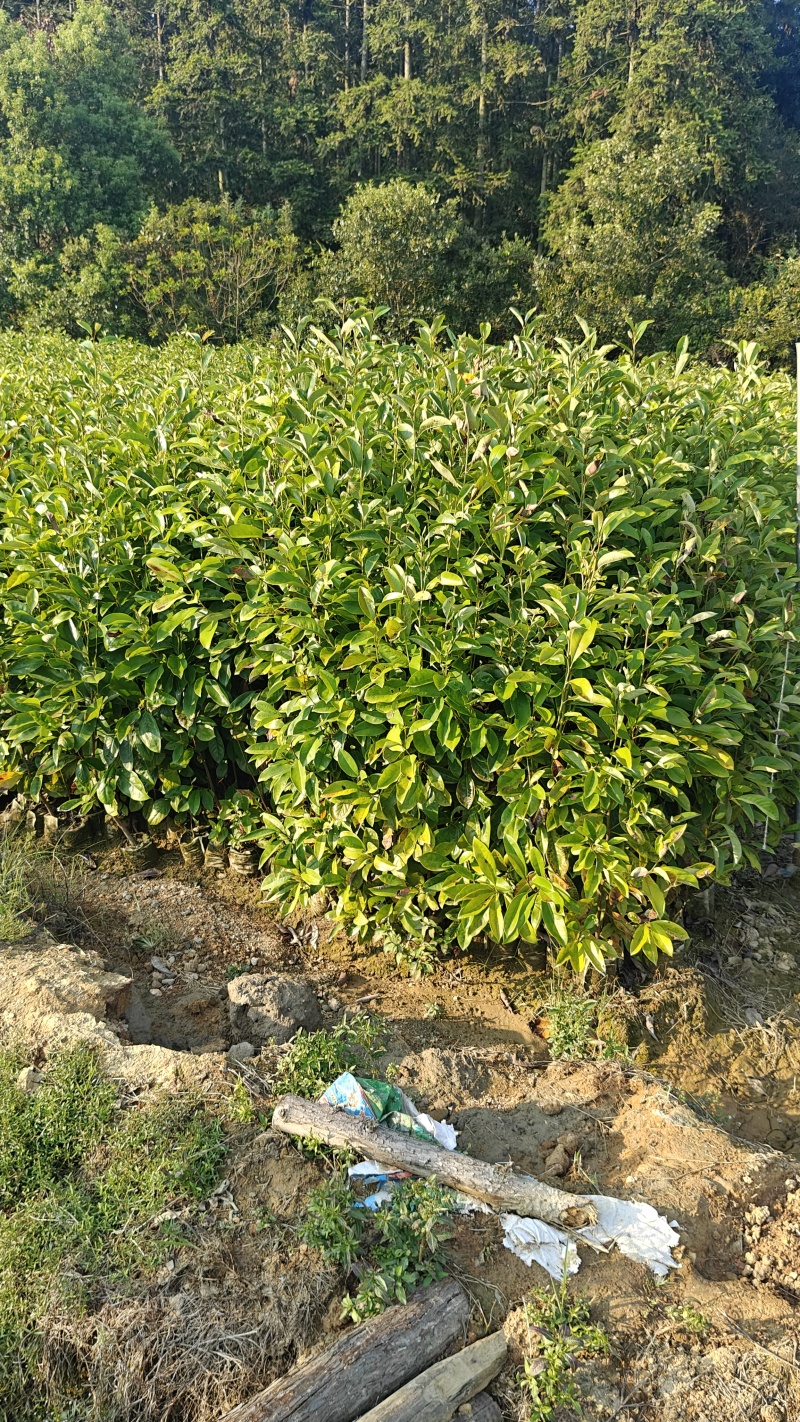 火力楠袋苗