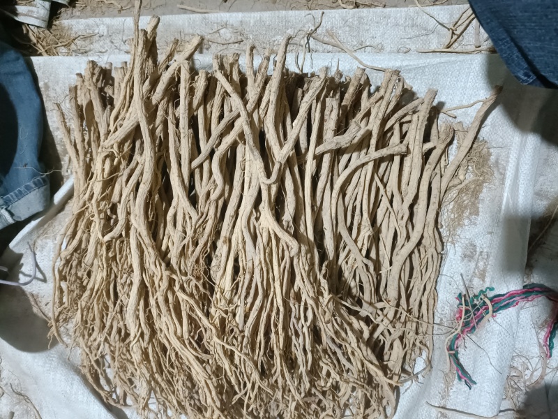 甘肃地产去头防风产地直发，滋补养生，物美价廉