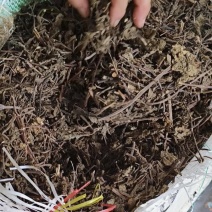 高胶质进口凉粉草产地直发质量保证