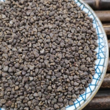 苘麻子青种子精品茼麻子新货统货