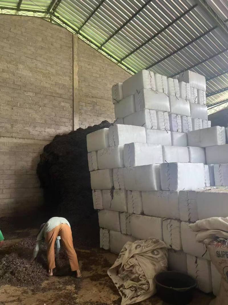 高胶质进口凉粉草产地直发质量保证