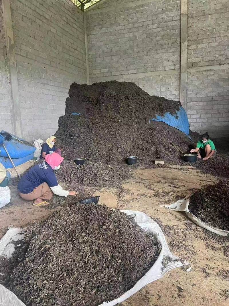 高胶质进口凉粉草产地直发质量保证