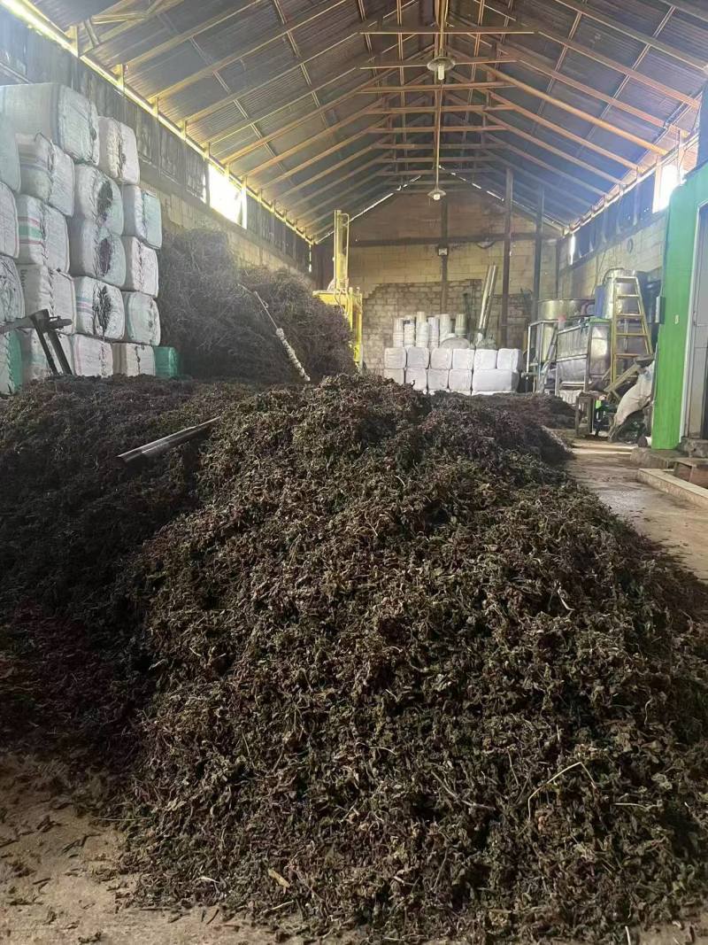 高胶质进口凉粉草产地直发质量保证