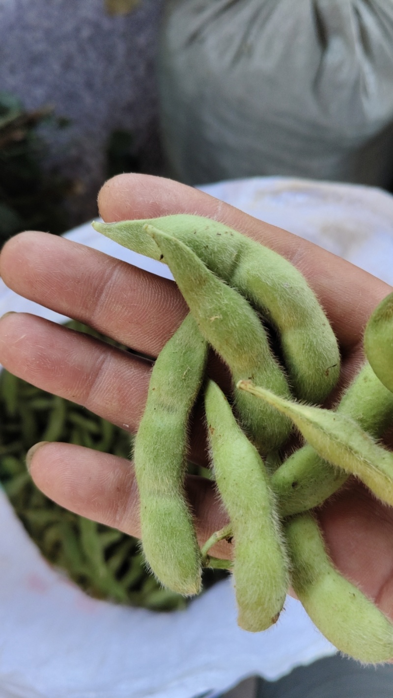 浙江丽水高山大青豆大量上市