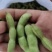 浙江丽水高山大青豆大量上市