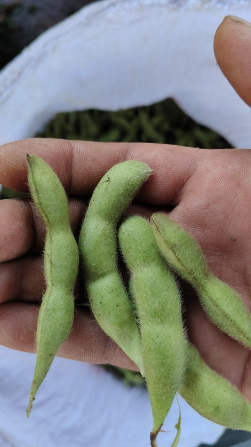 浙江丽水高山大青豆大量上市