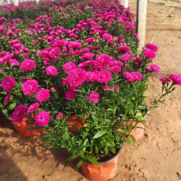 翠菊，丹麦翠菊，紫菀