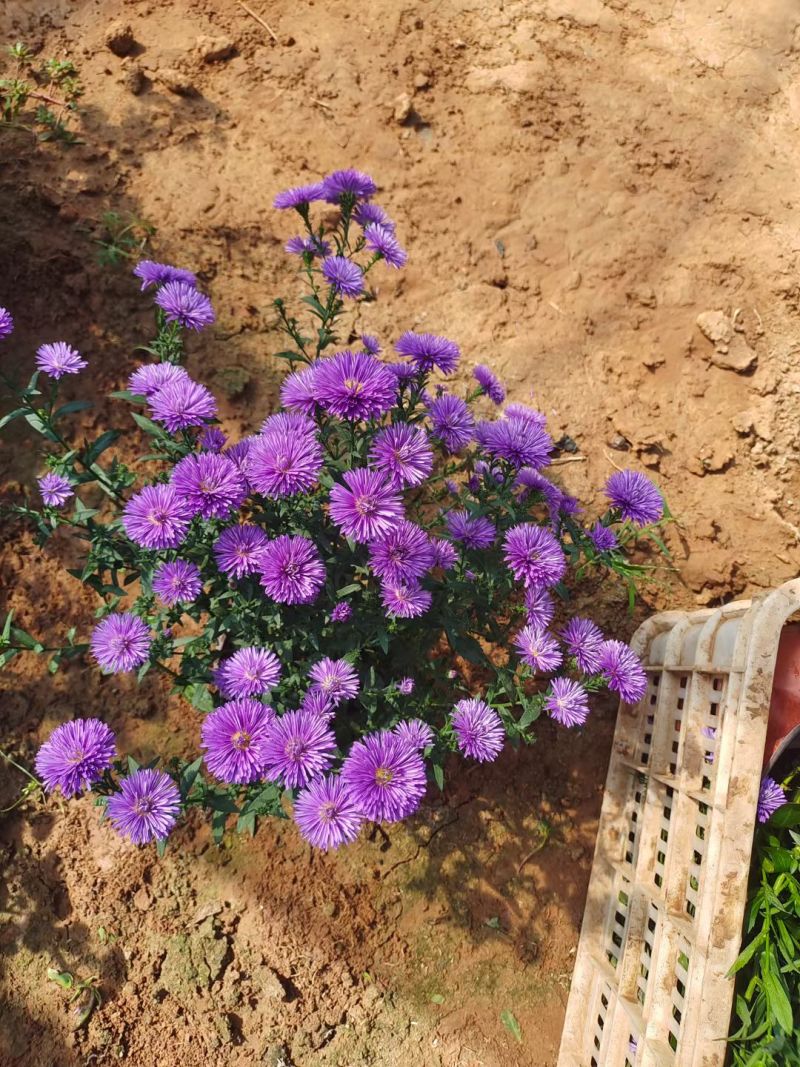 翠菊，丹麦翠菊，紫菀