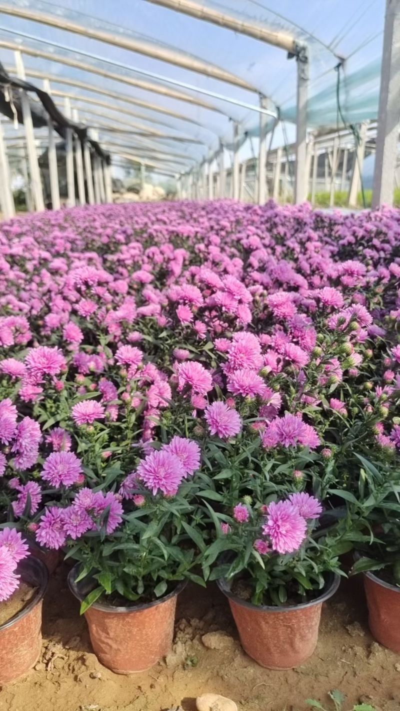 翠菊，丹麦翠菊，紫菀