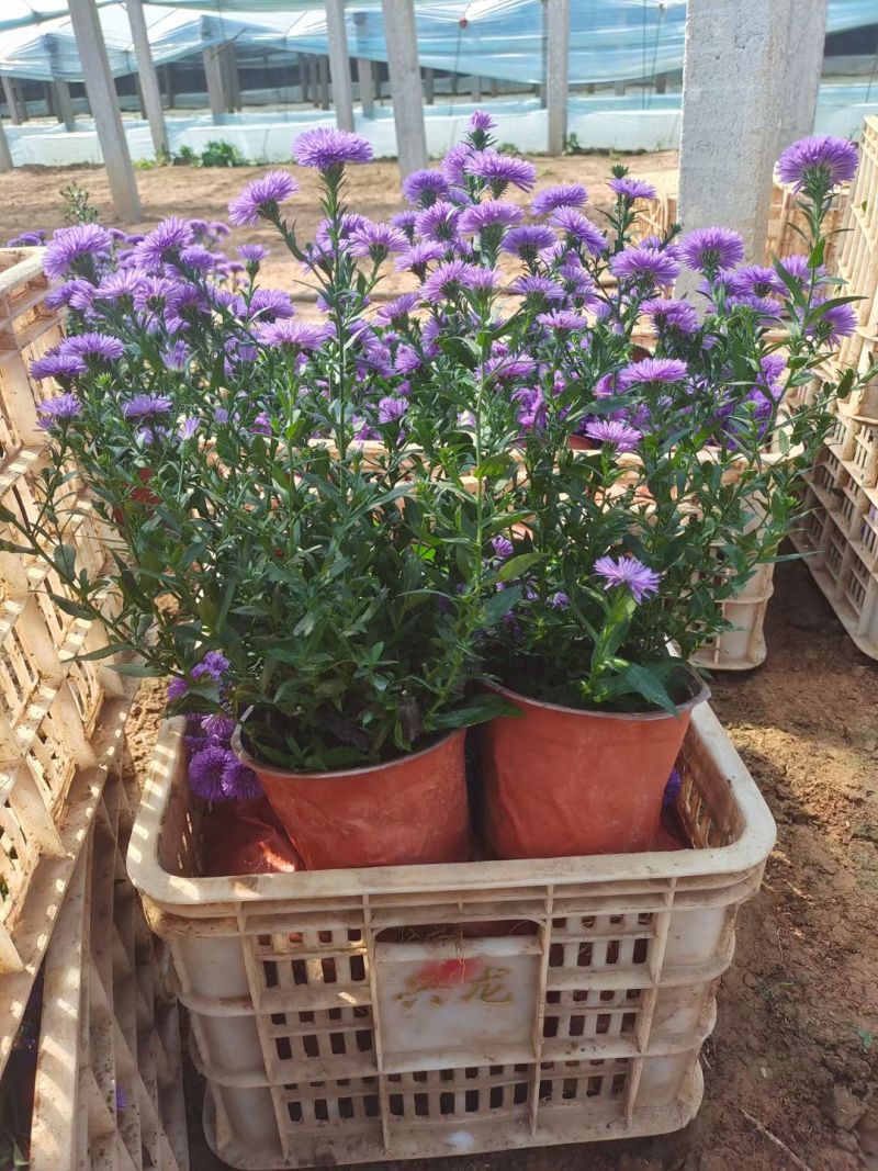 翠菊，丹麦翠菊，紫菀